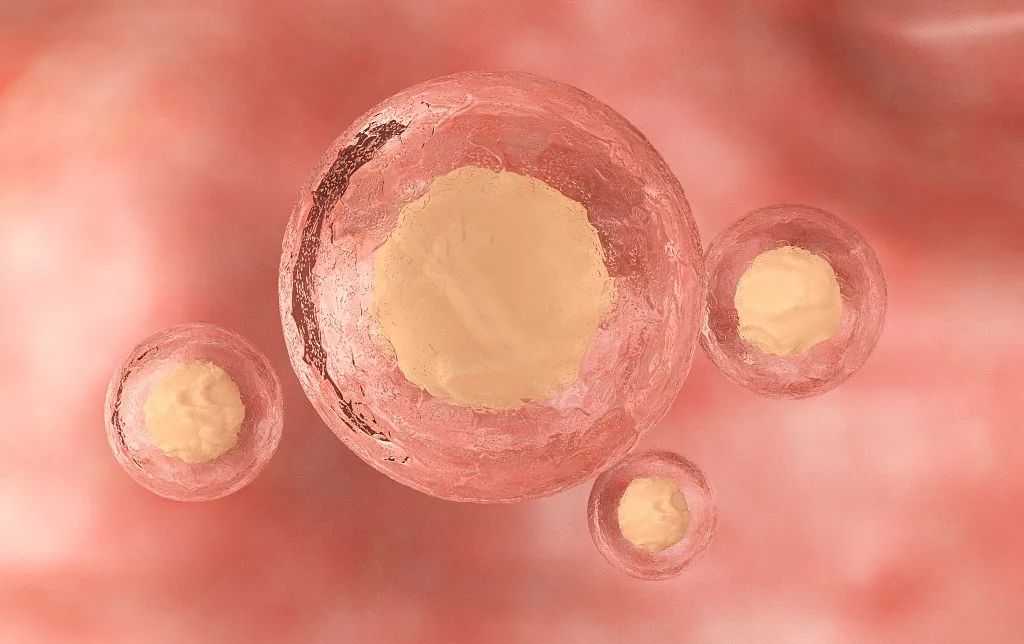 体外培养三天的2细胞和3细胞胚胎质量是不是都很差？