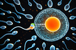 女性有染色体罗氏易位在浙江省做试管养囊成功率高吗？试管移植后需要保胎吗