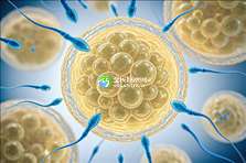 2025年去精子畸形加拿大做精子试管可以吗？成功率有多高？