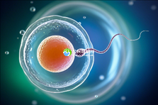 陕西西安试管怀孕_西安市正规试管助孕公司_私人试管生子孕育服务