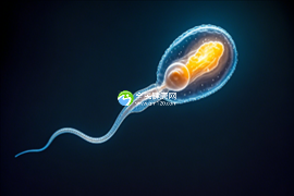 2025安徽阜阳最受欢迎的十大助孕机构介绍,试管助孕的优质之选