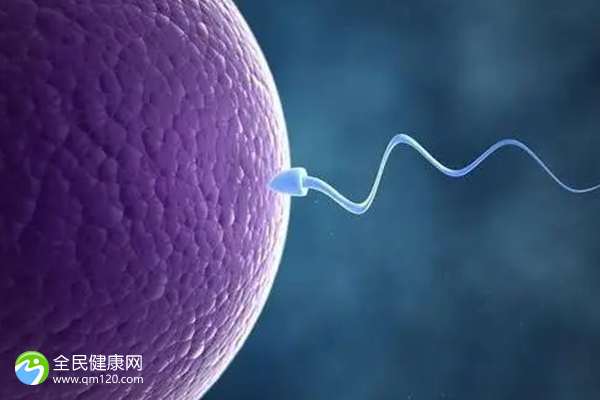 中国试管可以养囊胚？